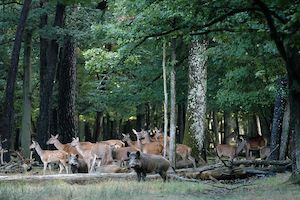 Dans la forêt